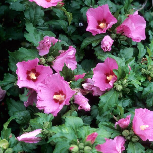 Althea, Aphrodite