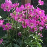 Anemone, 'Spring Beauty Pink'