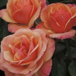 Grandiflora Rose, Anna's Promise