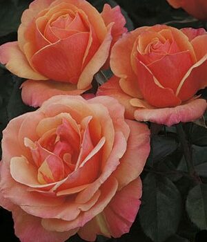 Grandiflora Rose, Anna's Promise
