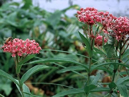 Milkweed, Swamp