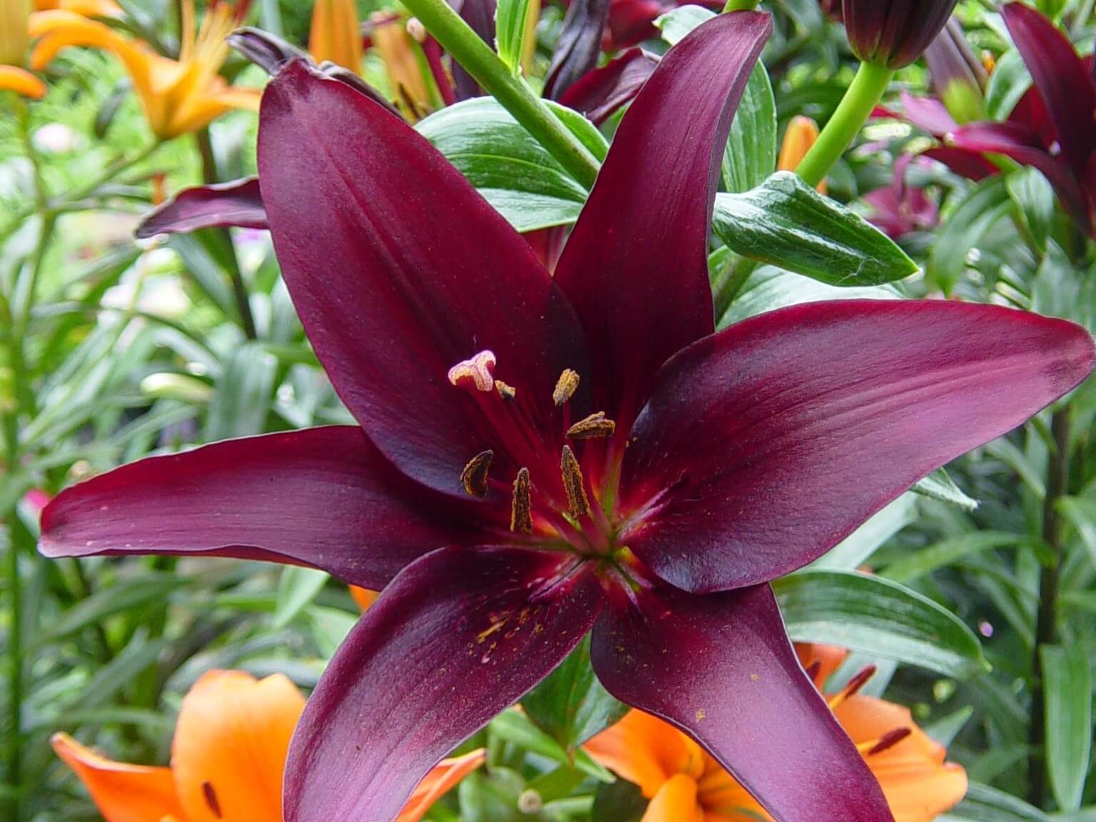 Lily, Asiatic Landini