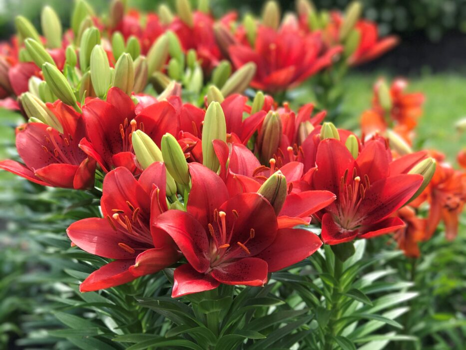 Asiatic Lilies Bloom All Summer at Robert Villegas blog