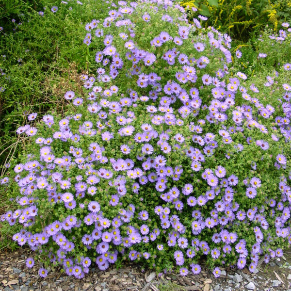 Aster, October Skies