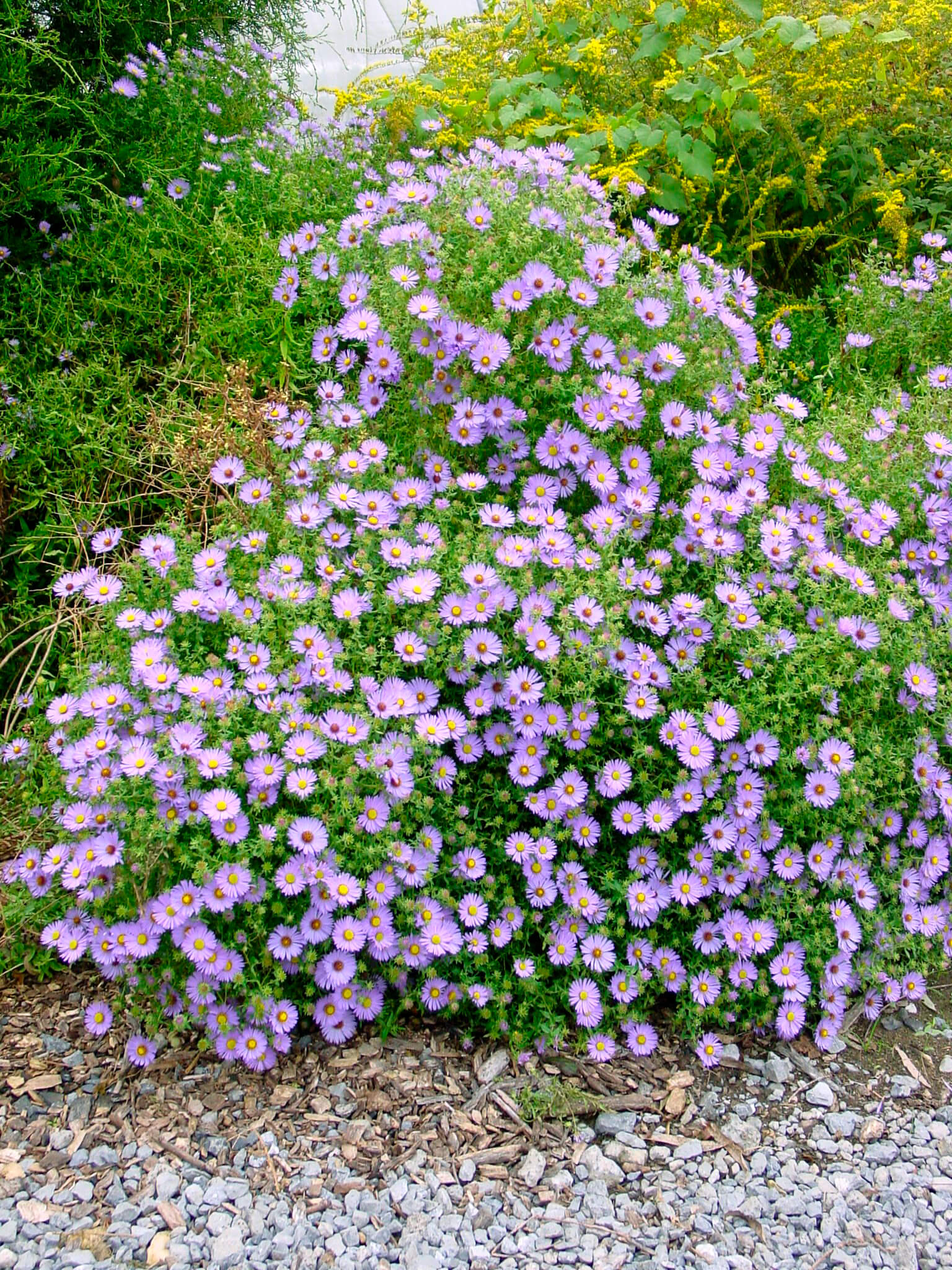 Aster, October Skies