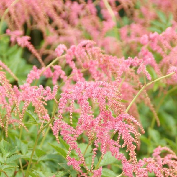 Astilbe, Ostrich Plume