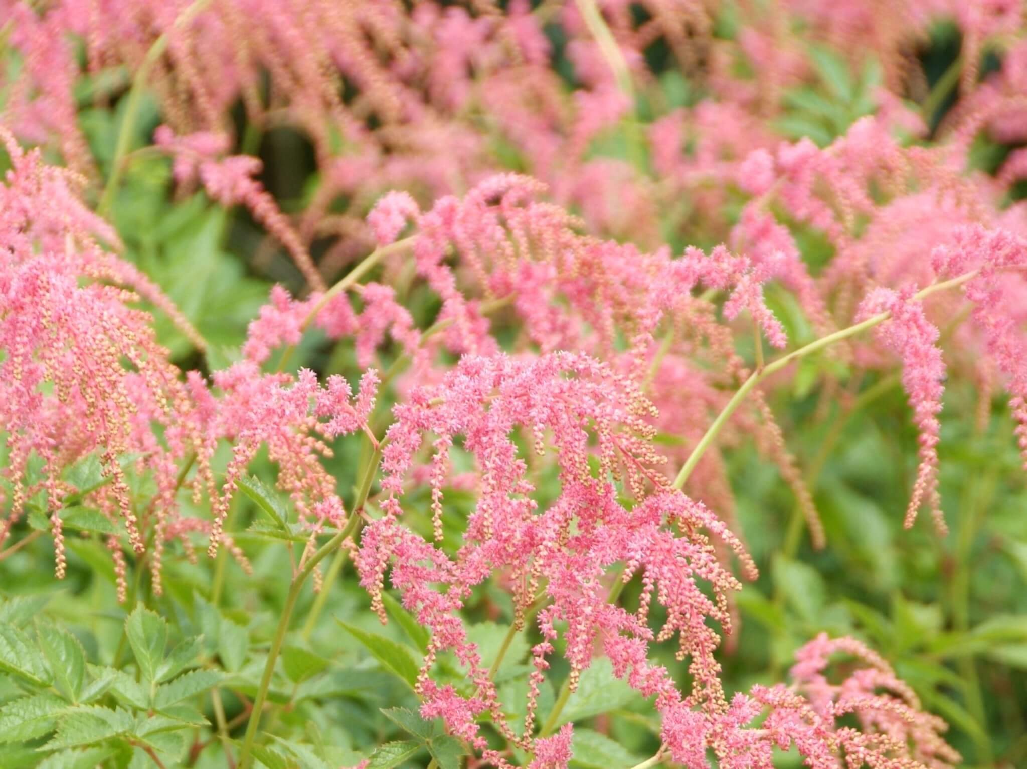 Astilbe, Ostrich Plume