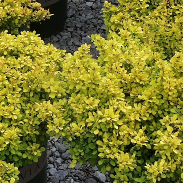 Barberry, Golden Nugget