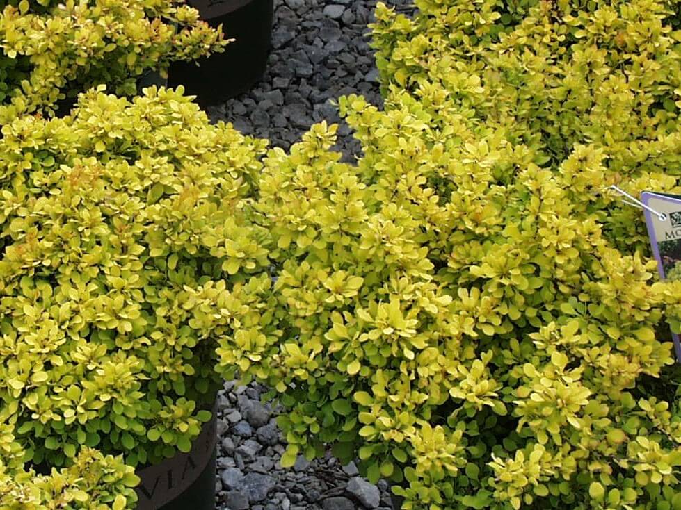 Barberry, Golden Nugget