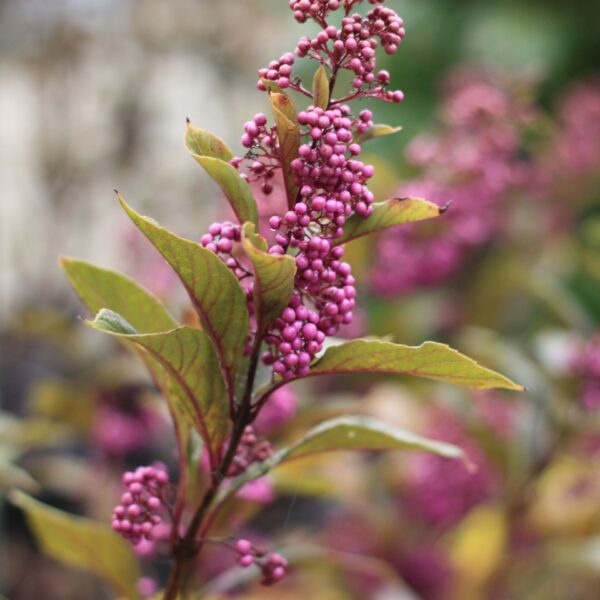 Beautyberry, Pearl Glam
