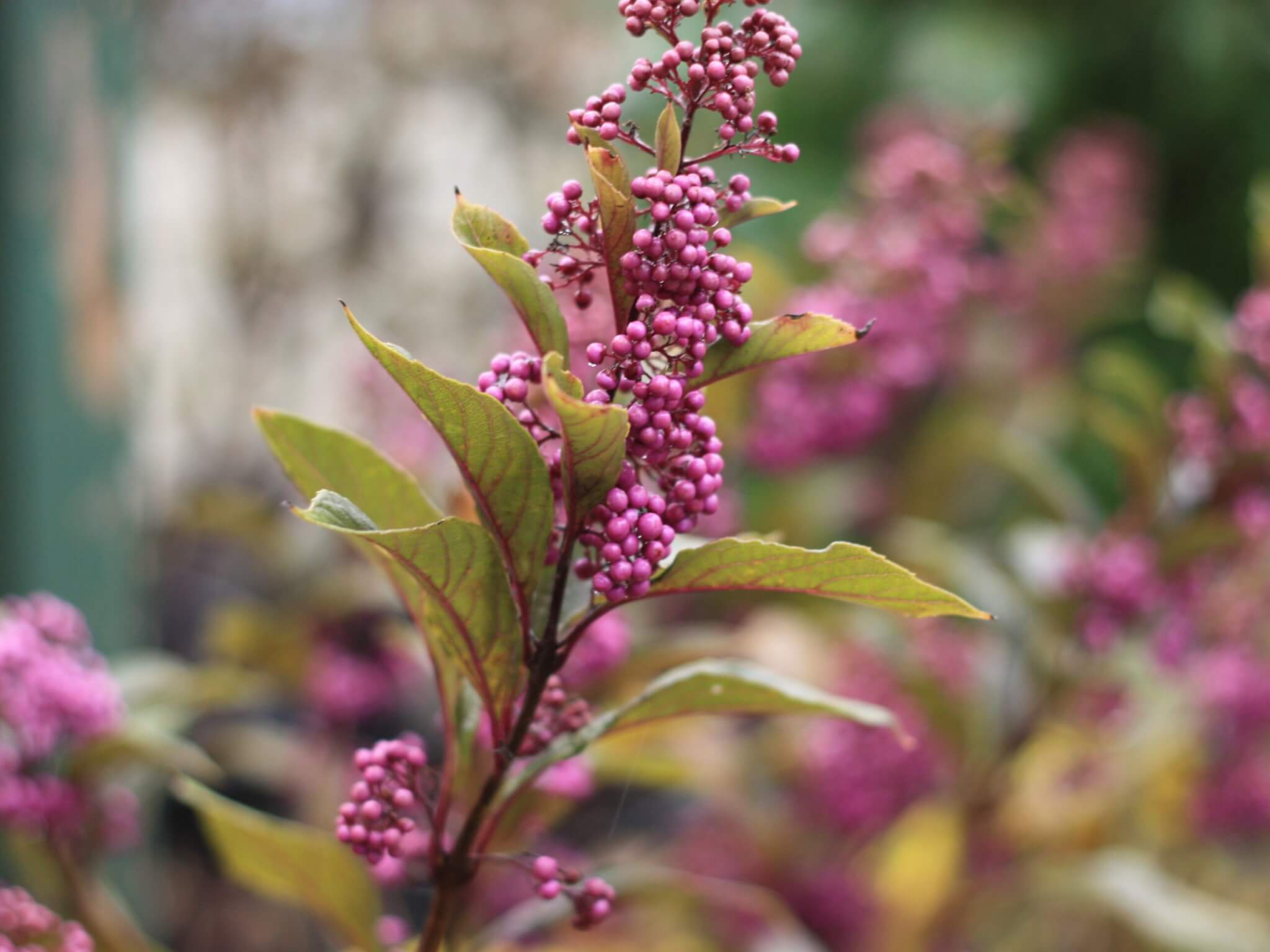 Beautyberry, Pearl Glam