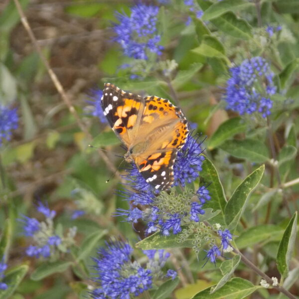 Blue Mist Shrub, Dark Knight