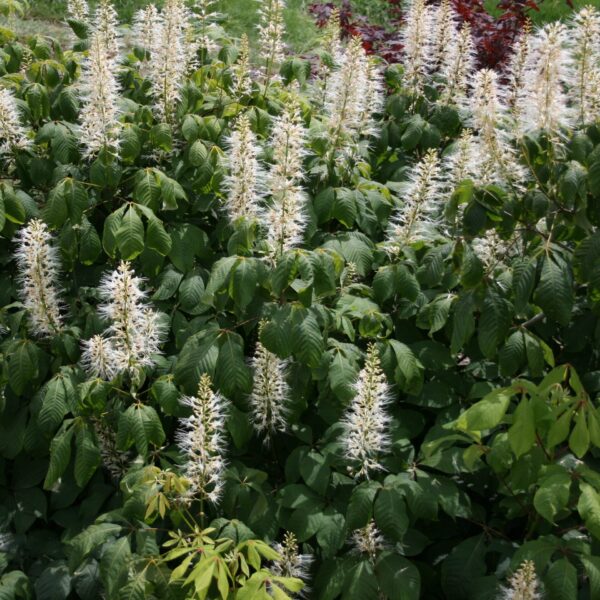 Buckeye, Bottlebrush