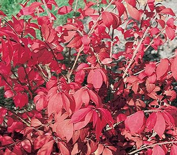Burning Bush, Rudy Haag