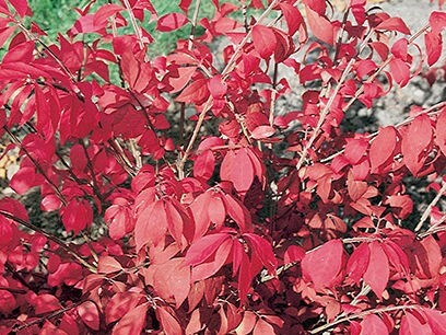 Burning Bush, Rudy Haag