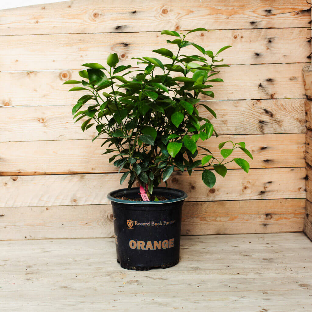 Citrus, Calamondin Orange