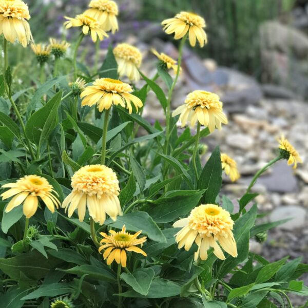Coneflower, Lemon Drop