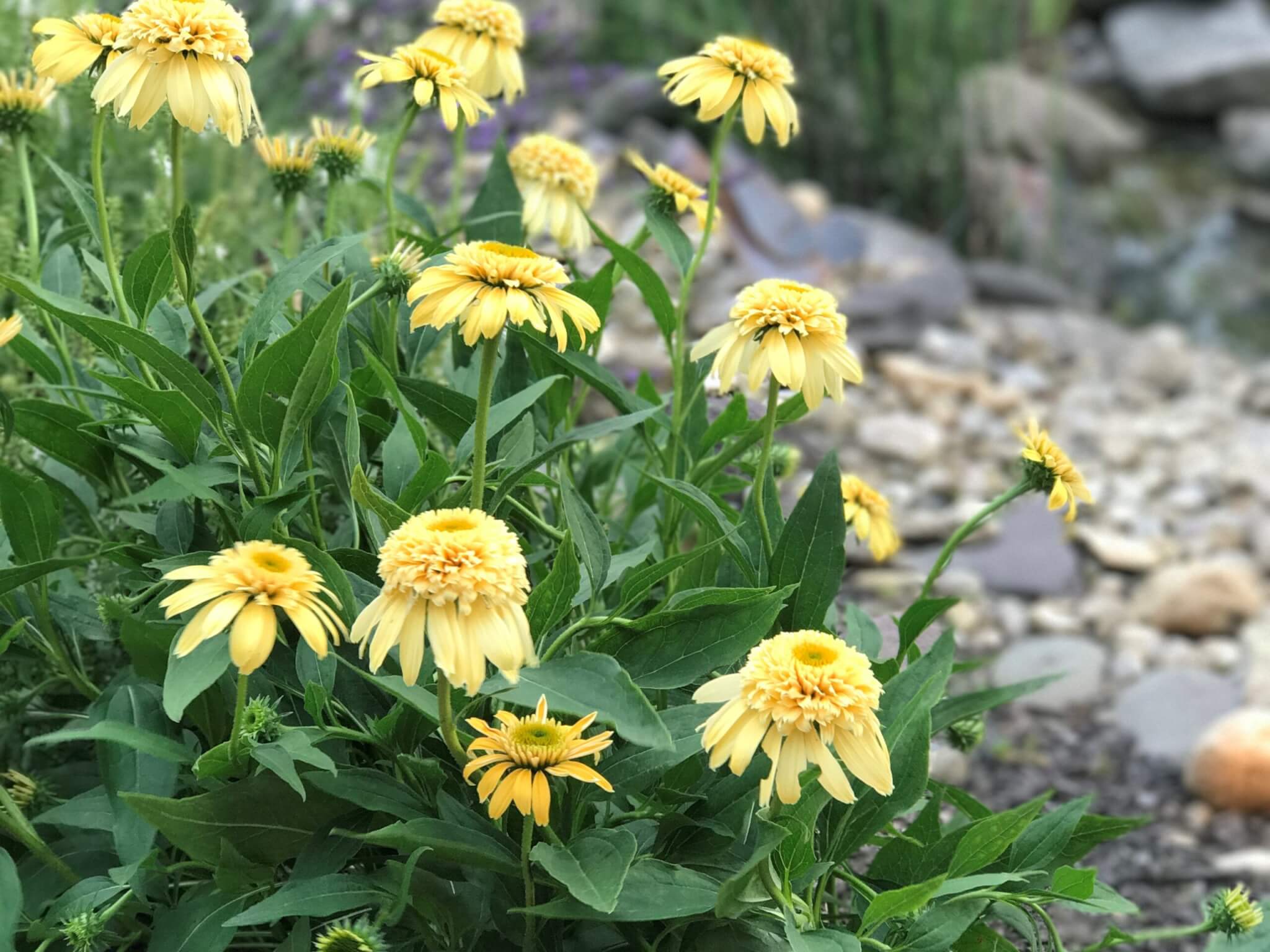 Coneflower, Lemon Drop