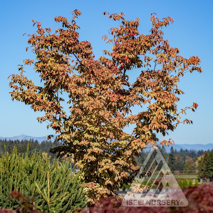 Dogwood, Kousa Summer Gold