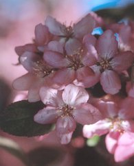 Crabapple, Robinson