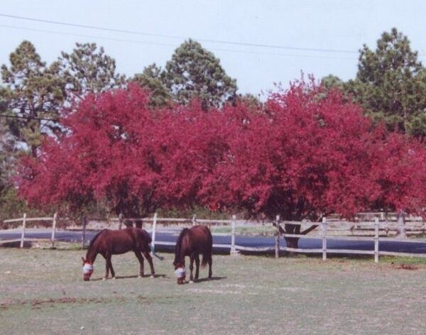 Crabapple, Indian Summer