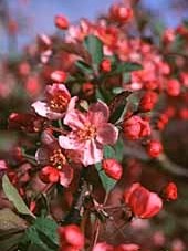 Crabapple, Pink Princess