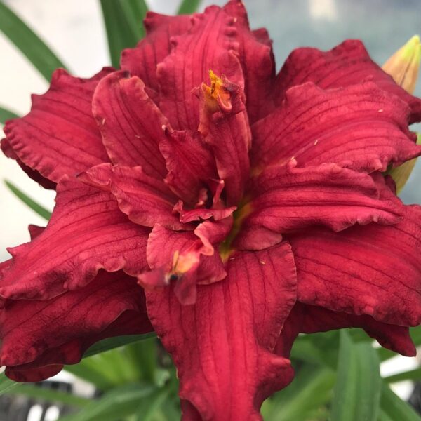 Daylily, Double Pardon Me