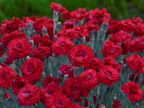 Dianthus, Maraschino