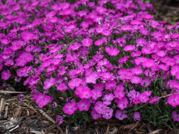 Dianthus, Paint the Town Fuchsia