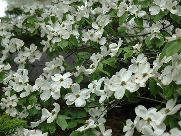 Dogwood, Flowering Cherokee Princess - Image 2