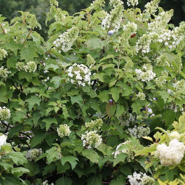 Hydrangea, Oakleaf Gatsby Star