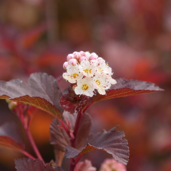 Ninebark, Ginger Wine
