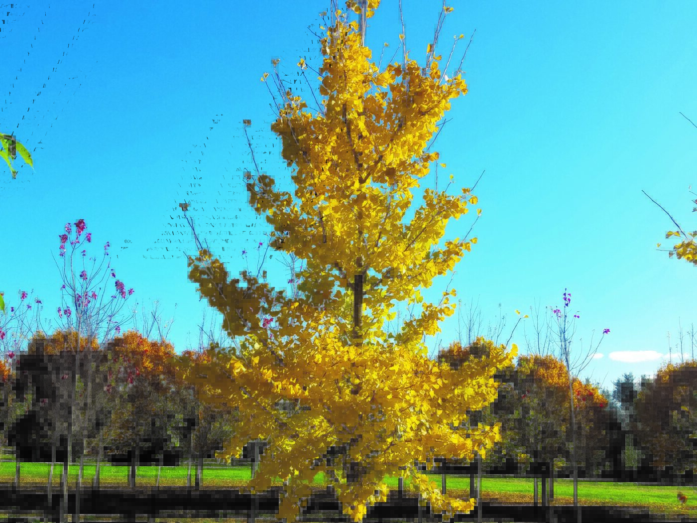 Ginkgo, Princeton Sentry Campbell's Nursery
