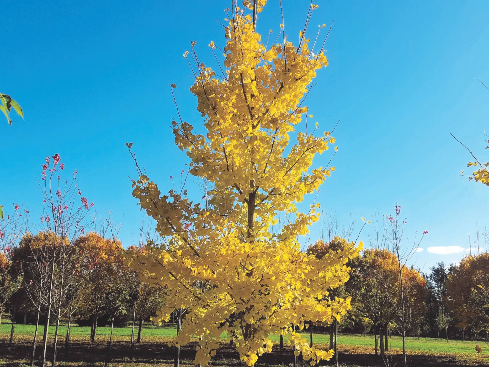 Ginkgo, Princeton Sentry