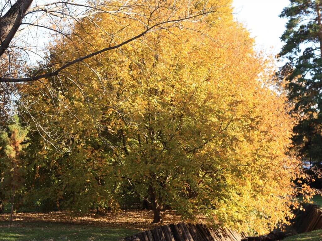Hophornbeam, American Campbells Nursery