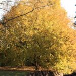 Hop-hornbeam, American