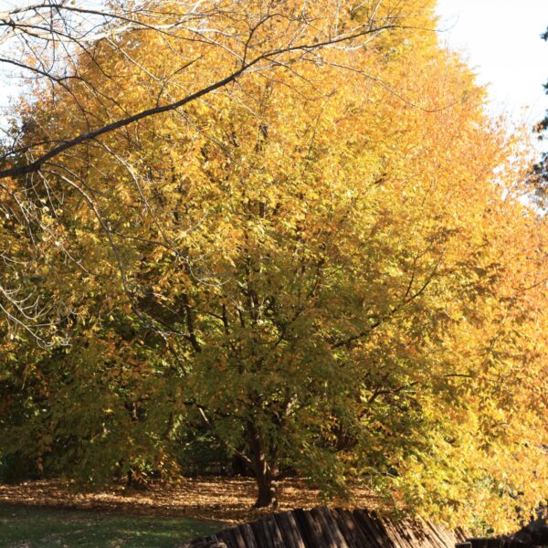 Hop-hornbeam, American