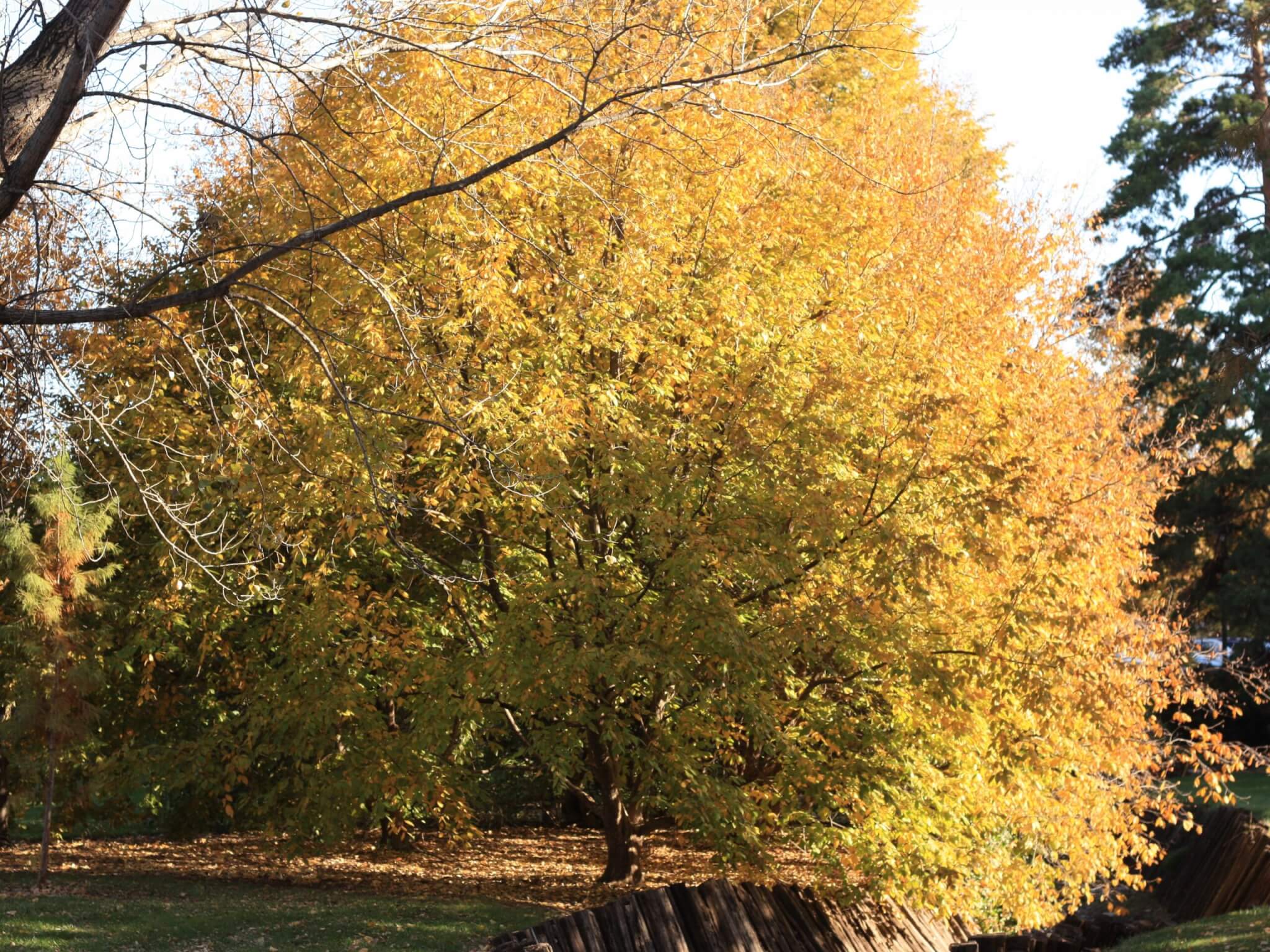 Hop-hornbeam, American