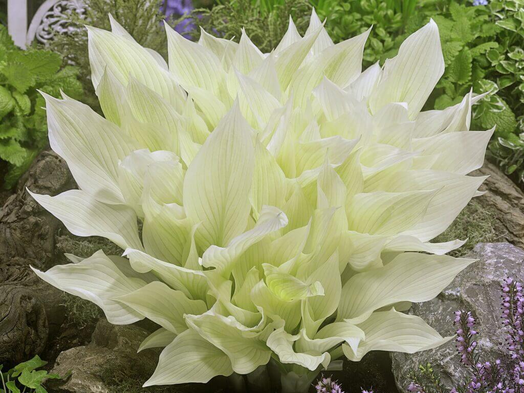Hosta, White Feather Campbell