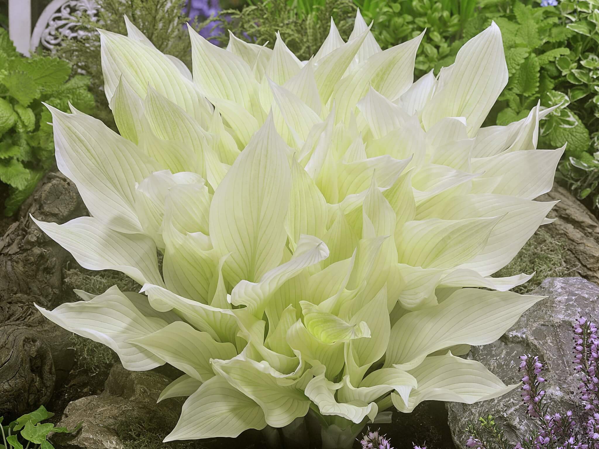 Hosta, White Feather