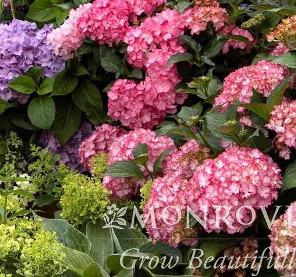Hydrangea, Bigleaf Newport