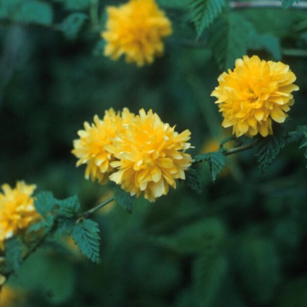 Kerria, Double Flowered Japanese