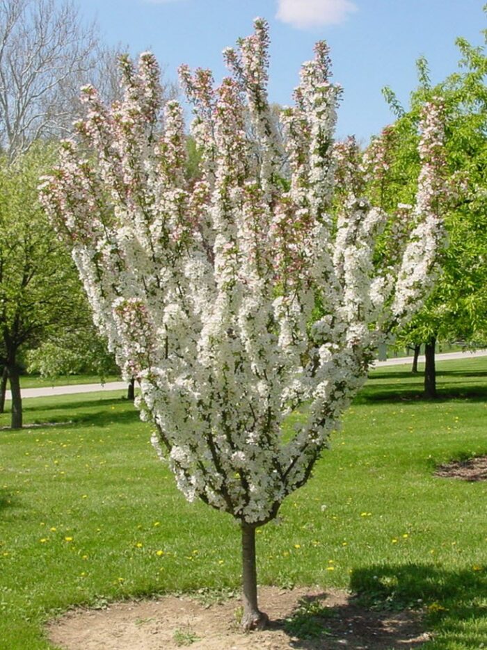 Crabapple, Adirondack Campbell's Nursery