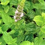 Mint, Peppermint