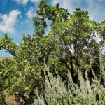 Oak, Gambel