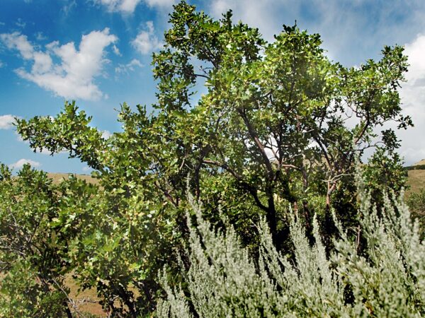 Oak, Gambel
