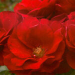 Floribunda Rose, Preference