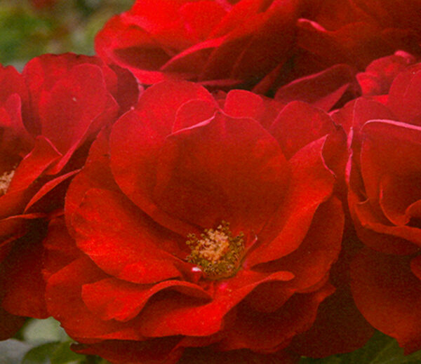 Floribunda Rose, Preference
