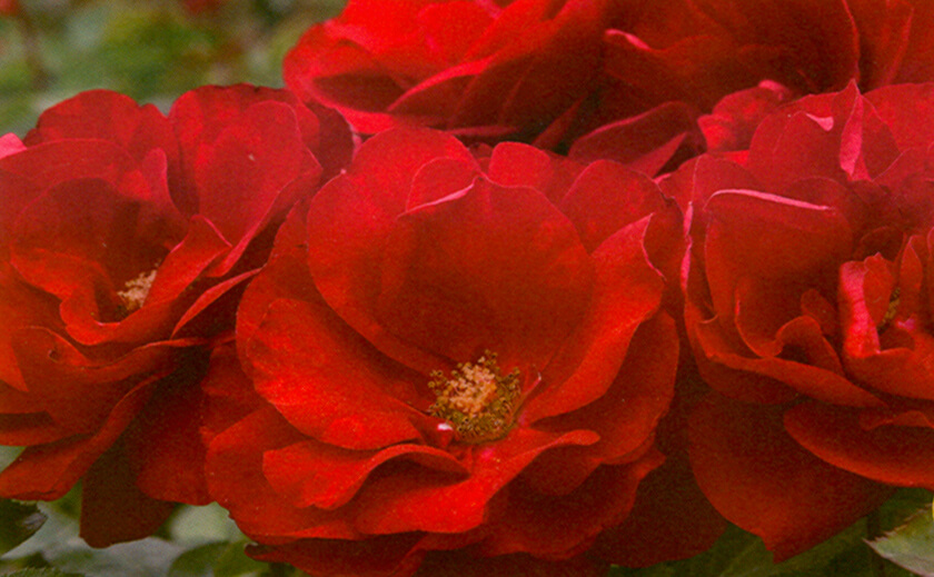 Floribunda Rose, Preference