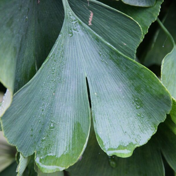 Ginkgo, Presidential Gold